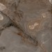 Rex Ceramiche Reves De Rex Choco Matte 6mm 120x120 769904