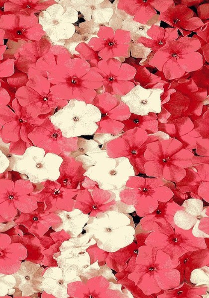 Ковер Hunnu 6A1963-175