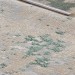 Ковровая дорожка Liman F163 GREY-GREEN 400x2500