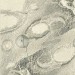 Ковер Isfahan Bellona pearl 240x340
